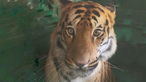 Royal Bengal tiger pair arrives at Shri Renuka Ji Zoo in Sirmaur after a 1,900-km journey from Nagpur
