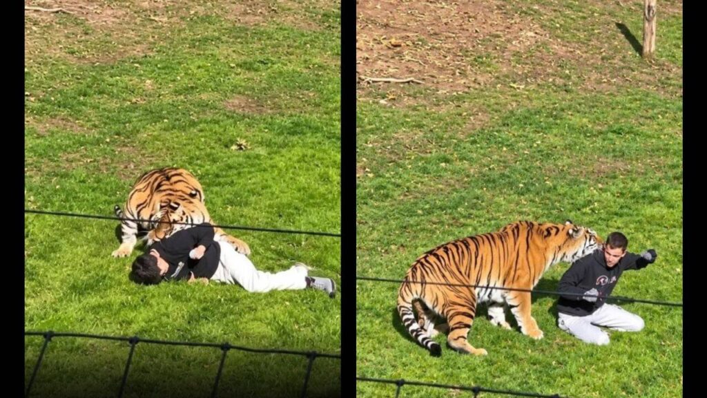 Man Killed in Amur Tiger Attack at England's Yorkshire Wildlife Park; Police Warn Against Sharing Videos