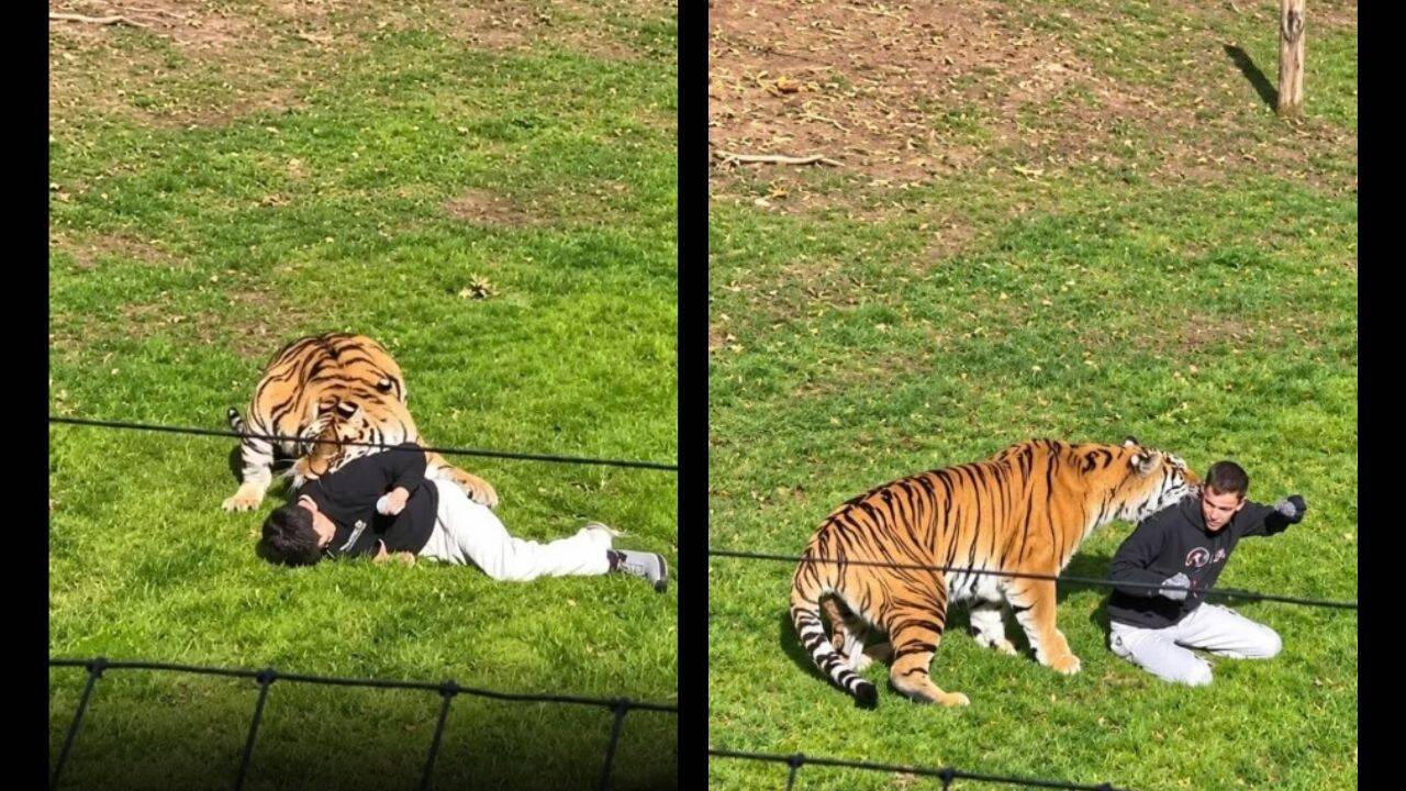 Man Killed in Amur Tiger Attack at England's Yorkshire Wildlife Park; Police Warn Against Sharing Videos