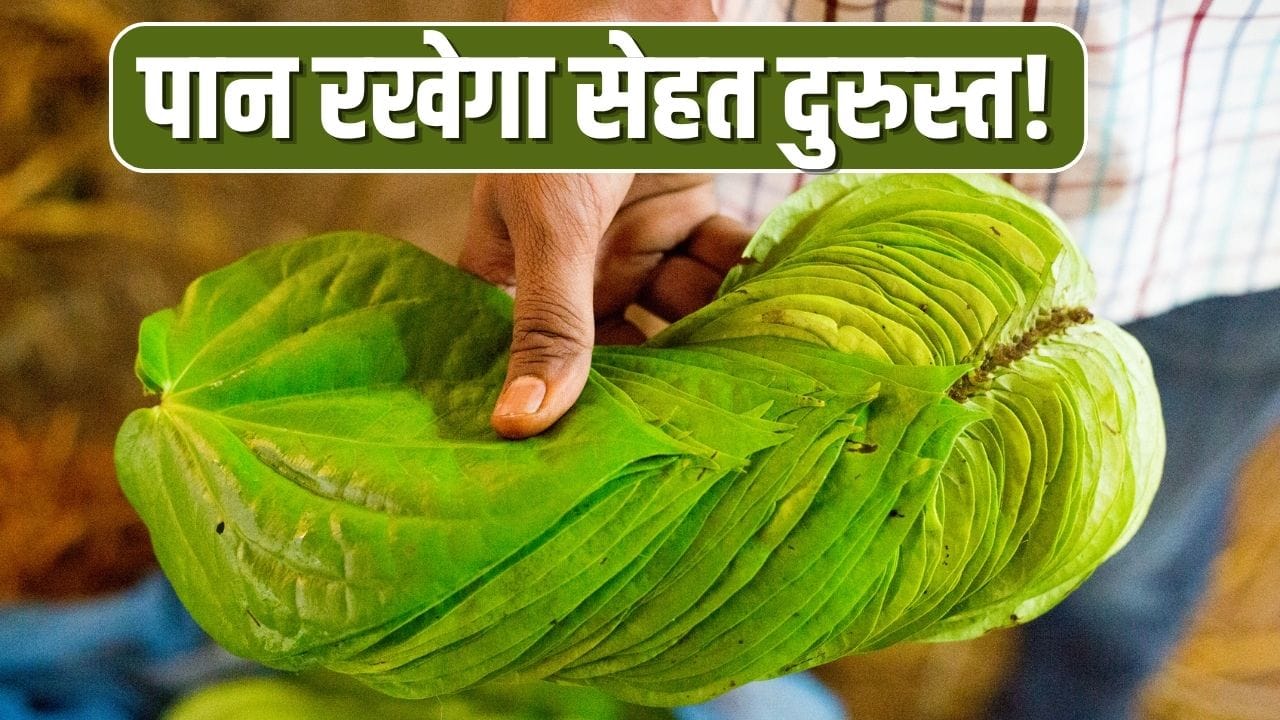 Effective Betel Leaf Remedies for Changing Weather from Grandmothers' Era