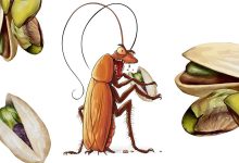 Satire | Pista and the cockroach