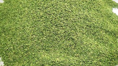 Cardamom price in Kerala hits a seven-year high of over ₹6,000 per kg