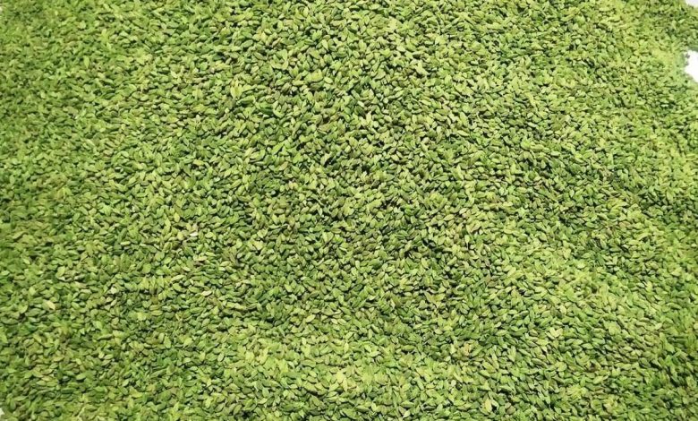 Cardamom price in Kerala hits a seven-year high of over ₹6,000 per kg