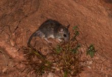 Analysing the link between adaptability and species success of Elvira rat, Cutch rock rat