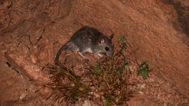 Analysing the link between adaptability and species success of Elvira rat, Cutch rock rat
