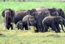 Caught between forests and fear: Karnataka’s growing human–animal conflict crisis