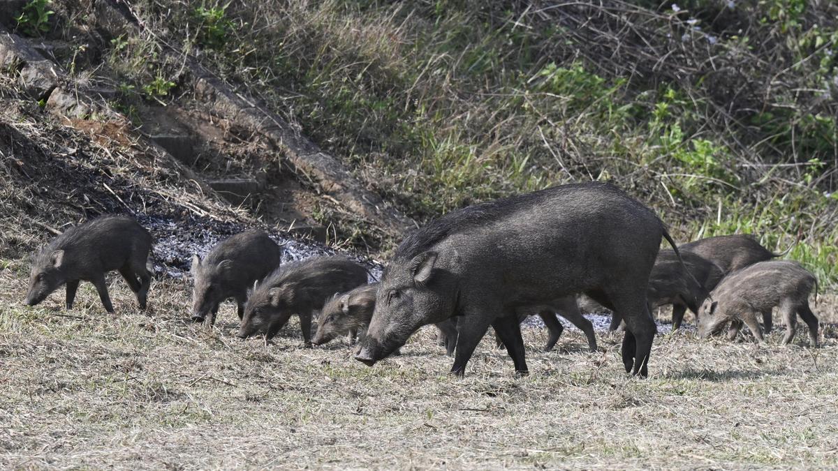 Tamil Nadu Agriculture Budget: Eco-friendly liquid repellent to help farmers tackle wild boars