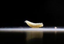 How flesh-eating screwworms in cattle could raise US beef prices