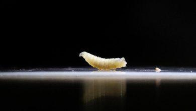 How flesh-eating screwworms in cattle could raise US beef prices