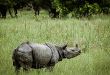 This eco retreat in Assam is where the Brahmaputra meets the one-horned rhino