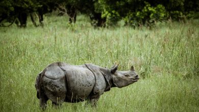 This eco retreat in Assam is where the Brahmaputra meets the one-horned rhino