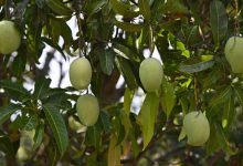 How growers and restaurants are reviving rare heritage varieties of mangoes in West Bengal