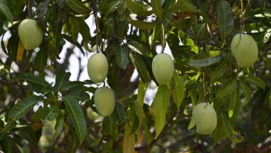 How growers and restaurants are reviving rare heritage varieties of mangoes in West Bengal