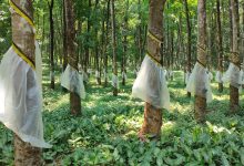 Rubber rally breaks records, but growers cautious