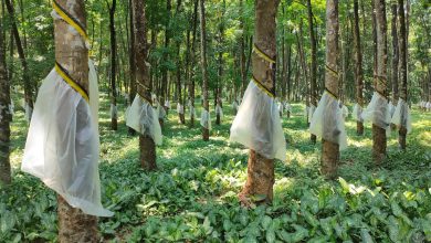 Rubber rally breaks records, but growers cautious