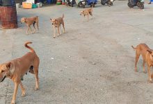 Stray dog attack in capital which left man with injured eye reignites questions on effectiveness of ABC programme