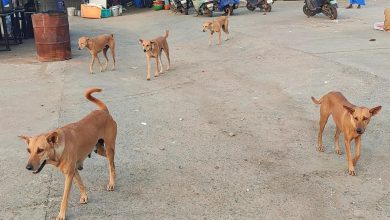 Stray dog attack in capital which left man with injured eye reignites questions on effectiveness of ABC programme
