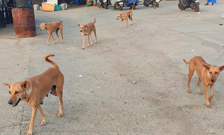 Stray dog attack in capital which left man with injured eye reignites questions on effectiveness of ABC programme