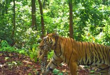 Tigress Zeenat gives birth to four cubs in Similipal