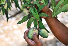 The king in crisis | Alphonso mangoes