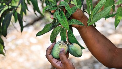 The king in crisis | Alphonso mangoes