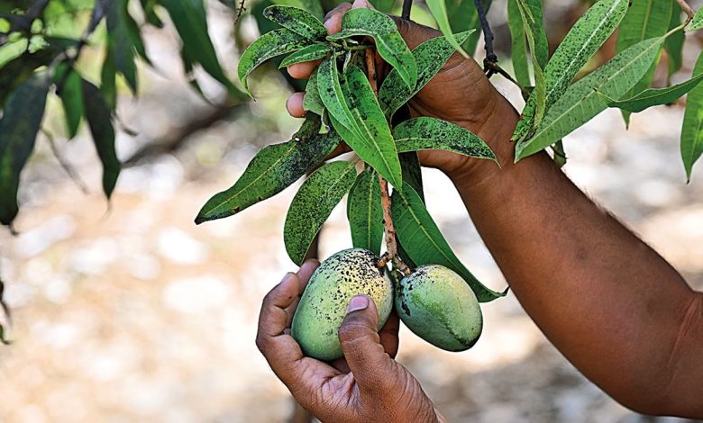 The king in crisis | Alphonso mangoes