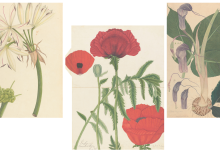 Henry Noltie’s ‘Flora Indica: Recovering Lost Stories from Kew’s Indian Drawings’ | These flowers have a backstory