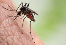 Mosquito menace in Tamil Nadu: Madras High Court orders State-wide survey to identify hotspots