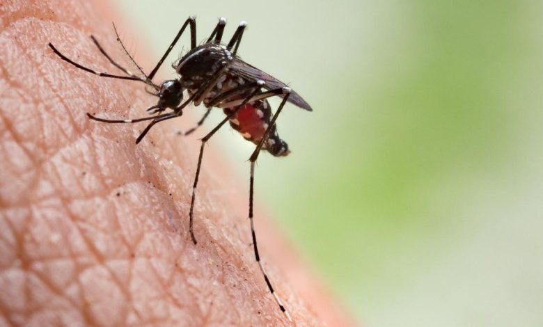 Mosquito menace in Tamil Nadu: Madras High Court orders State-wide survey to identify hotspots