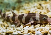 VGP Marine Kingdom releases captive-bred banded bamboo sharks into ocean