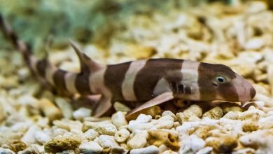 VGP Marine Kingdom releases captive-bred banded bamboo sharks into ocean