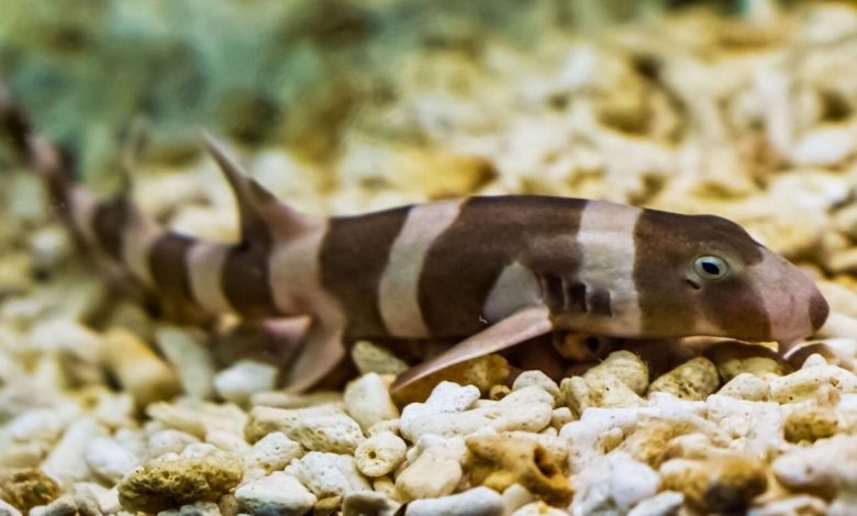 VGP Marine Kingdom releases captive-bred banded bamboo sharks into ocean
