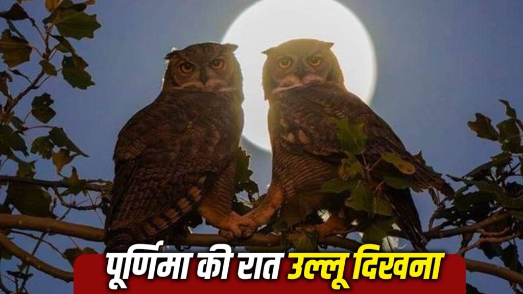 Sharad Purnima 2026: Spotting This Bird at Night Signals Fortune Ahead