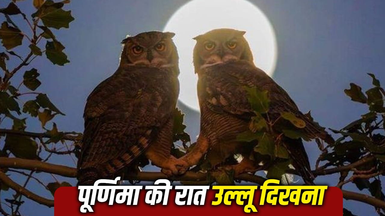 Sharad Purnima 2026: Spotting This Bird at Night Signals Fortune Ahead